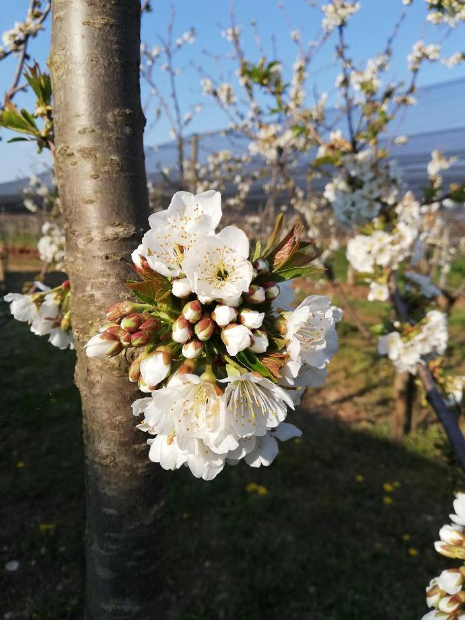 Willa Borgo D'Asolo San Vito Di Altivole Zewnętrze zdjęcie